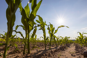 growing crop of corn in early summer on fertile soil in the field , subsistence farming, a field with green corn sprouts against a blue sky