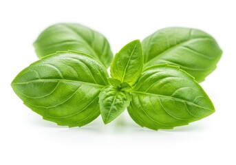 Fototapeta premium A close up of fresh basil leaves with vibrant green color on a white background in a studio setting