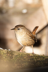 Wren on a branch