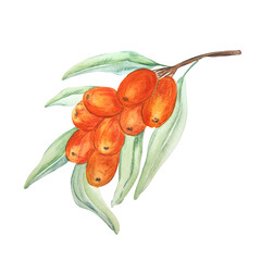 Watercolor drawing of sea buckthorn on white background. Can be used on labels, postcards, napkins.