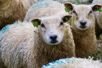 Naklejka premium Curious sheep in wintertime