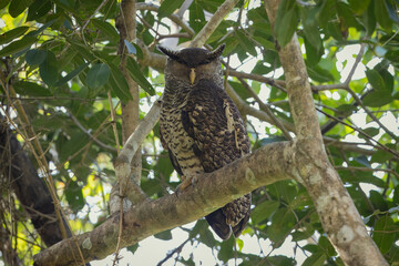 Spot-bellied eagle owl perched in a tree
