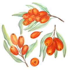 Watercolor drawing of sea buckthorn on white background. Can be used on labels, postcards, napkins.