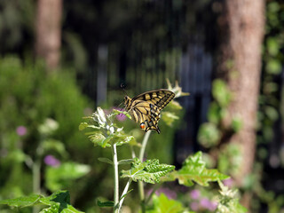 Mariposa amarilla y negra (Papilio machaon) sobre una planta
