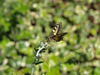 Mariposa amarilla y negra (Papilio machaon) sobre una planta