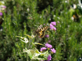 Mariposa amarilla y negra (Papilio machaon) sobre una planta