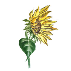 Watercolor drawing of sunflower on white background. Can be used on labels, cards, napkins.