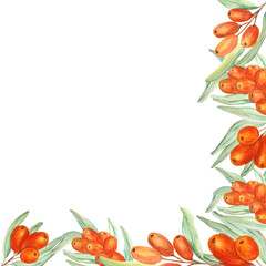 Watercolor sea buckthorn frame on white background. Can be used on labels, cards, napkins.