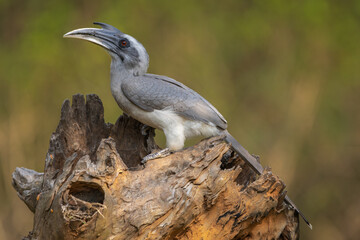 Indian gray hornbill perched on a tree stump © Wim
