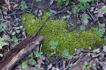 green moss and the first spring grass