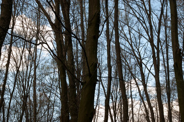 gloomy spring forest under the blue sky with white clouds