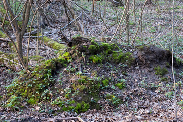 a picturesque mossy driftwood log in the spring woods
