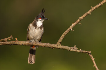 Red-whiskered bulbul perched on a branch
