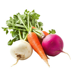 Fresh root vegetable including radish, carrot, and turnip, A watercolor illustration of five root...
