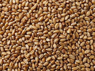 wheat grains evenly scattered as background top view