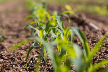 corn plants at dawn in the spring, a monocultural field with fresh corn sprouts in fertile soil with fertilizers