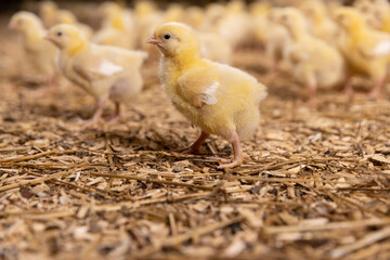 small newly hatched chickens in a poultry farm without cages on a litter of sawdust