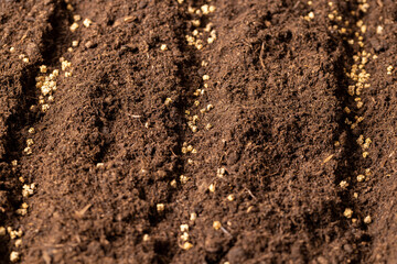 planting beet seeds in fertile soil with the addition of peat , land mixed with peat in which red...