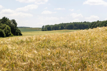 rye ears in the field in the summer, grain rye during ripening in the agricultural field