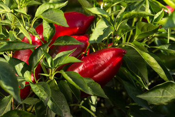 Ripe red bell peppers growing in the garden. Farming, harvesting