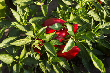 Ripe red bell peppers growing in the garden. Farming, harvesting