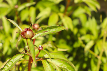 Close-up of an unopened peony flower bud with red and green tones, surrounded by fresh green leaves. The image captures the vibrant growth of spring in natural sunlight.