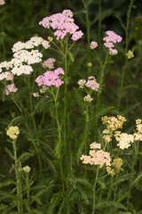 White and pink flowers Yarrow (Achillea millefolium), background