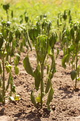 The bell pepper plant wilts during the summer heat. Agriculture