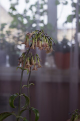 Medicinal houseplant blooms pink - Kalanchoe daigremontianum or Bryophyllum daigremontianum
