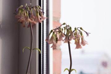 Medicinal houseplant blooms pink - Kalanchoe daigremontianum or Bryophyllum daigremontianum