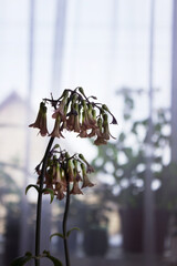 Medicinal houseplant blooms pink - Kalanchoe daigremontianum or Bryophyllum daigremontianum