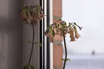 Medicinal houseplant blooms pink - Kalanchoe daigremontianum or Bryophyllum daigremontianum