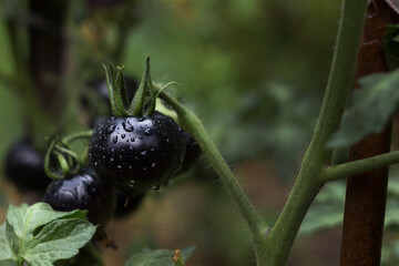 A ripe black tomato with drips after rain grows on a bush in the garden. Agriculture