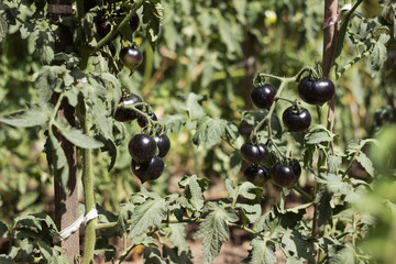 A ripe black tomato grows on a bush in the garden. Agriculture