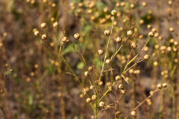Ripe flax seeds in boxes, harvesting in the field. Agriculture