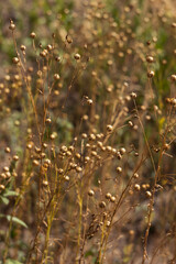 Ripe flax seeds in a field, harvesting. Agriculture