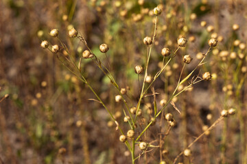 Ripe flax seeds in boxes, harvesting in the field. Agriculture