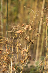 Ripe lentils in a field, harvesting pulses. Agriculture