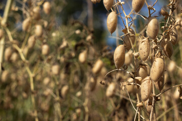 Ripe brown chickpea pods on a plant, harvesting ripe beans. Background