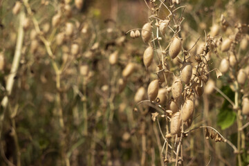 Ripe brown chickpea pods on a plant, harvesting ripe beans. Background