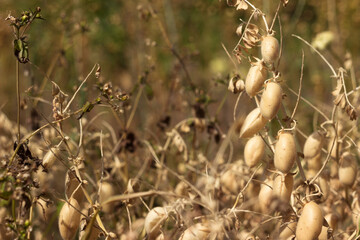 Ripe brown chickpea pods on a plant, harvesting ripe beans. Background