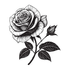 Elegant black and white rose vector art illustration