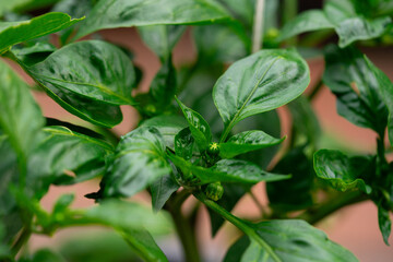 The paprika plant