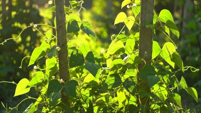 Lush Greenery Climbs Wooden Stakes In Sunny Organic Garden