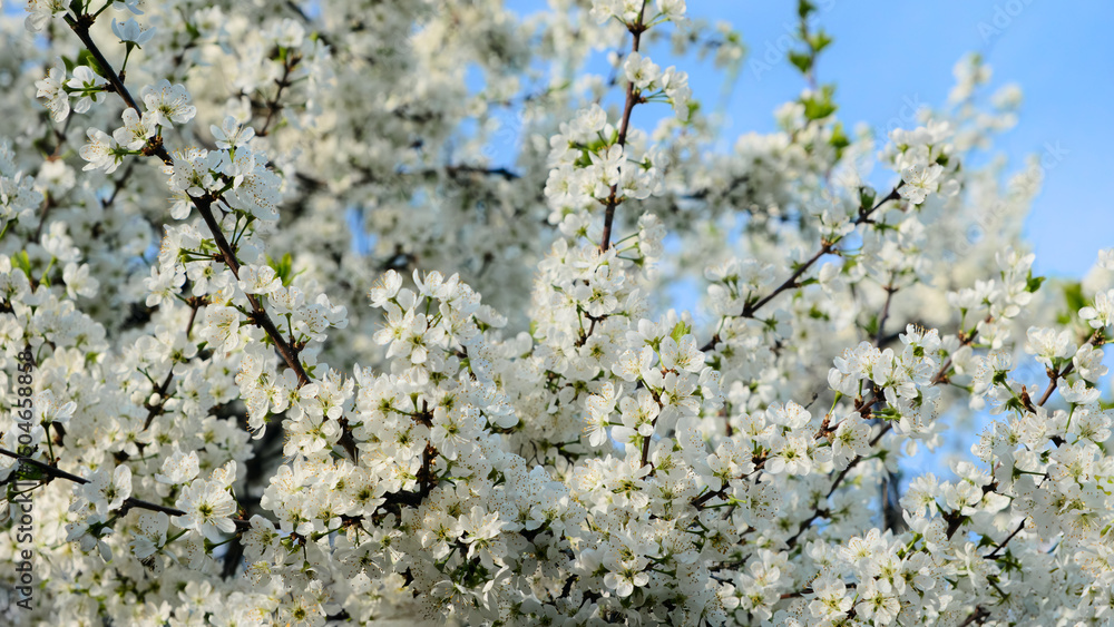 Aufkleber a tree with white flowers is in full bloom. the flowers are large and spread out, creating a sense o