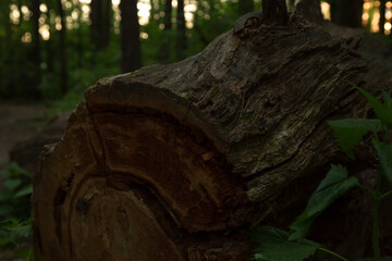 Cut old tree trunk in the forest. Textured log. Closeup portrait