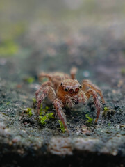 spider on the rock 