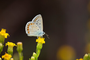 Common blue butterfly resting on grass in natural light