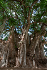 Árbol de Tule