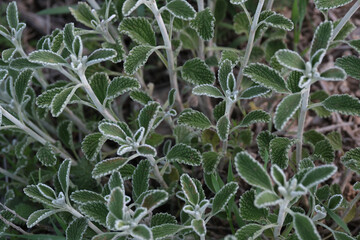 Horehound plant, silky apple-green leaves with whorls. Marrubium supinum. 